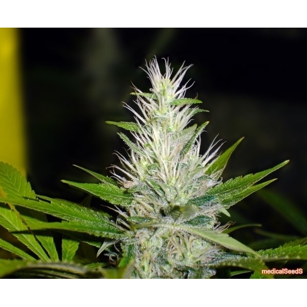 Malakoff (Medical Seeds) feminisiert