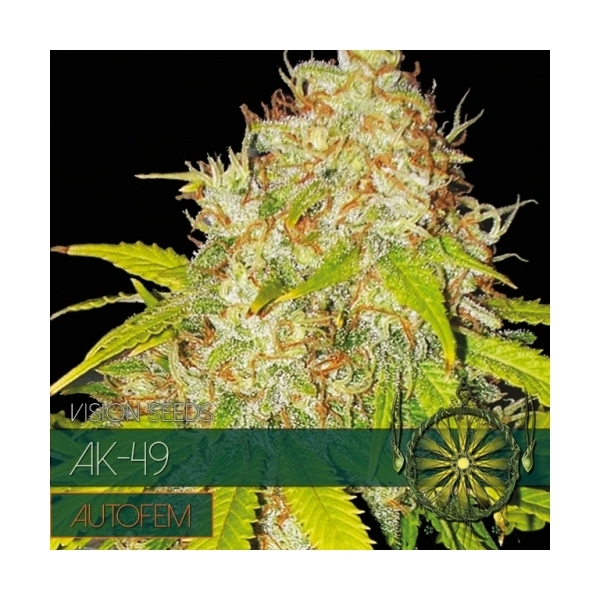 AK-49 Autoflowering (Vision Seeds) feminisiert