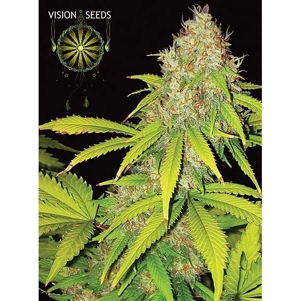AK-49 Autoflowering (Vision Seeds) feminisiert