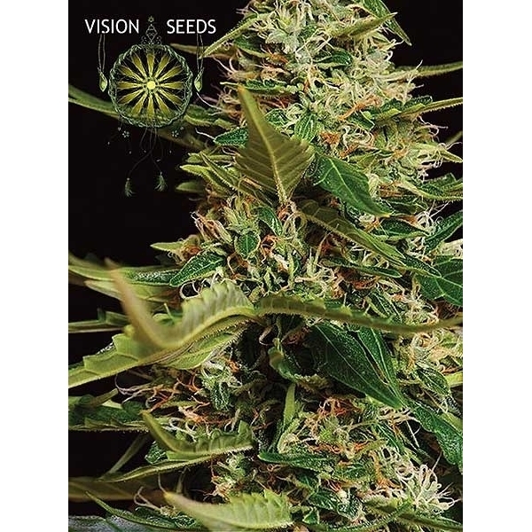Super Skunk Autoflowering (Vision Seeds) feminisiert