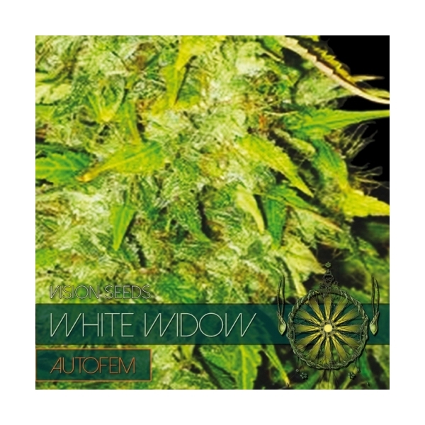 White Widow Autoflowering (Vision Seeds) feminisiert