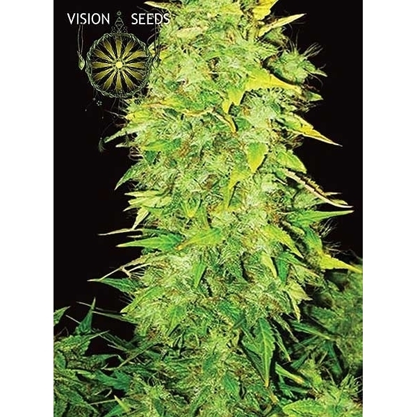 White Widow Autoflowering (Vision Seeds) feminisiert