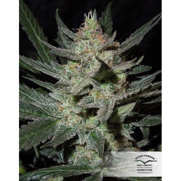 Blue Auto Mazar (Dutch Passion) feminisiert