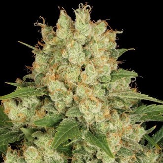 AK-47 (Serious Seeds) AK-47 (Serious Seeds)