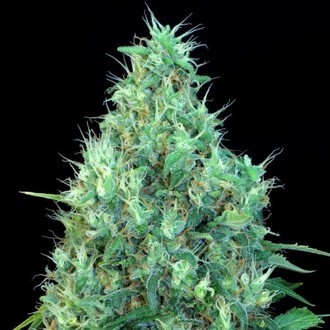 Motavation (Serious Seeds) Motavation (Serious Seeds)