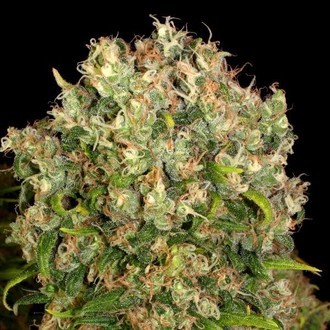 Warlock (Serious Seeds) Warlock (Serious Seeds)