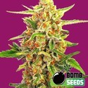 Cherry Bomb (Bomb Seeds) feminisiert