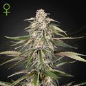 Super Bud (Greenhouse Seeds) feminisiert