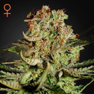 Super Critical (Greenhouse Seeds) feminisiert