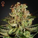 Super Critical (Greenhouse Seeds) feminisiert