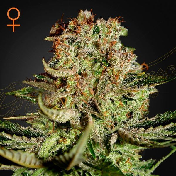 Super Critical (Greenhouse Seeds) feminisiert