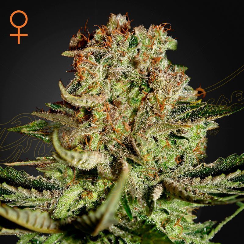 Super Critical (Greenhouse Seeds) feminisiert