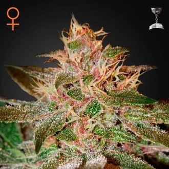 Pure Kush (Greenhouse Seeds) feminisiert Pure Kush (Greenhouse Seeds) feminisiert