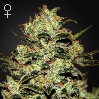 Moby Dick (Greenhouse Seeds) feminized Moby Dick (Greenhouse Seeds) feminized