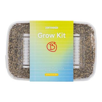 Zamnesia Zuchtset 'B+'