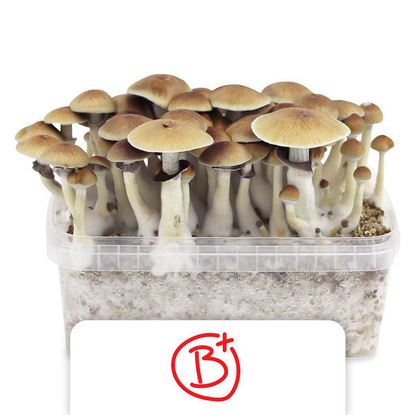 Zamnesia Zuchtset 'B+'