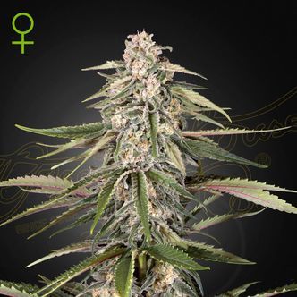 Green-O-Matic (Greenhouse Seeds) feminisiert