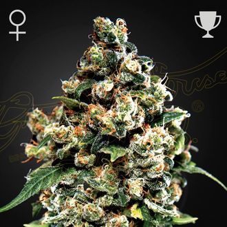 Jack Herer (Greenhouse Seeds) feminisiert Jack Herer (Greenhouse Seeds) feminisiert