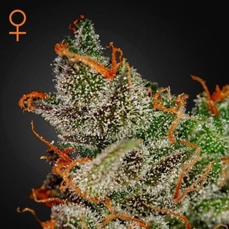 King's Kush (Greenhouse Seeds) feminisiert King's Kush (Greenhouse Seeds) feminisiert