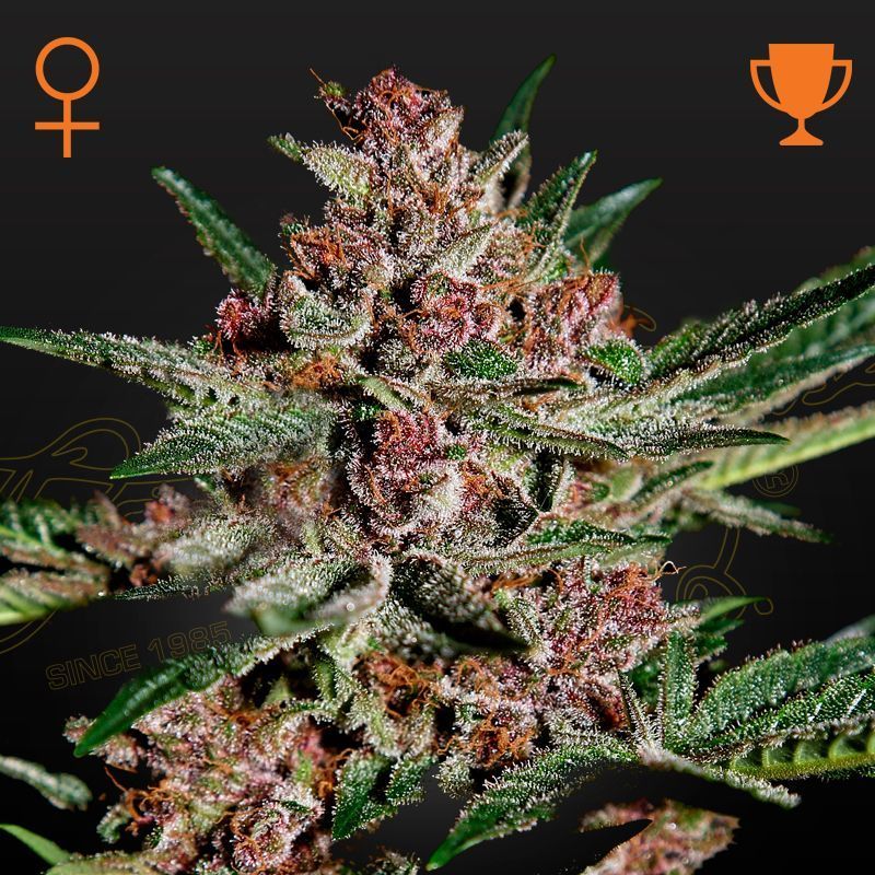 Flower Bomb Kush Feminisiert (Green House Seeds)