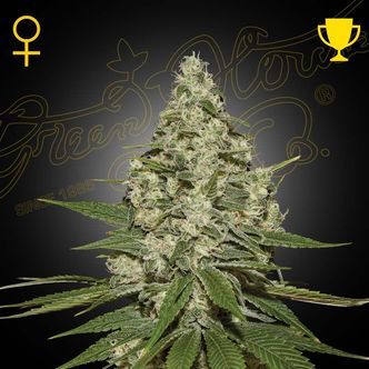 Super Lemon Haze (Greenhouse Seeds) feminisiert