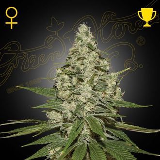 Super Lemon Haze (Greenhouse Seeds) feminisiert