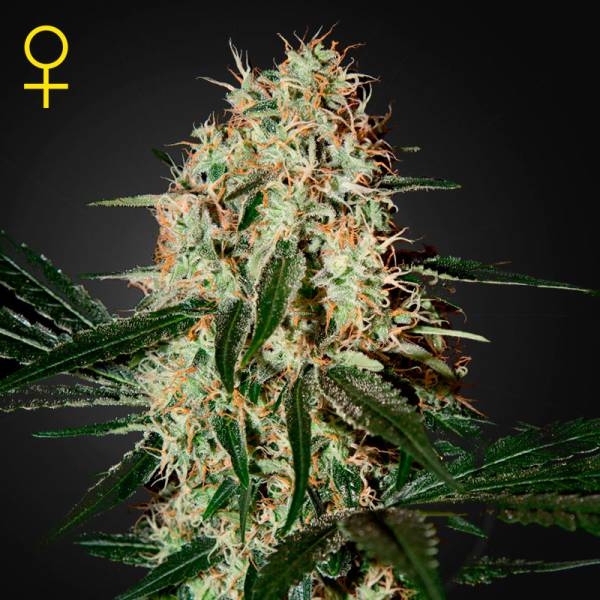 Arjan's Haze #3 Feminisiert (Greenhouse Seed Co.)