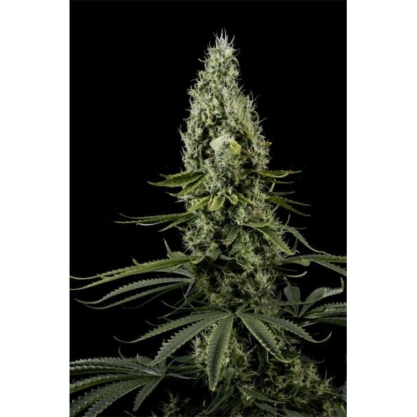 Arjan's Haze 3 (Greenhouse Seeds) feminisiert