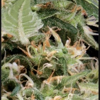 Arjan's Ultra Haze 1 (Greenhouse Seeds) feminisiert