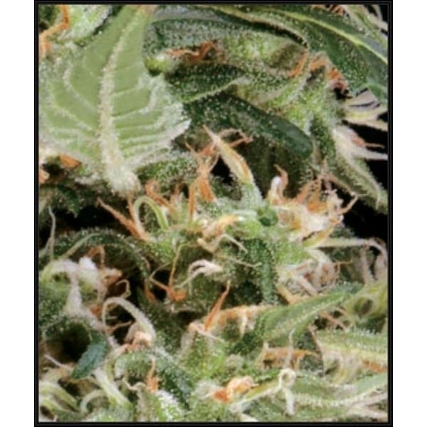 Arjan's Ultra Haze 1 (Greenhouse Seeds) feminisiert