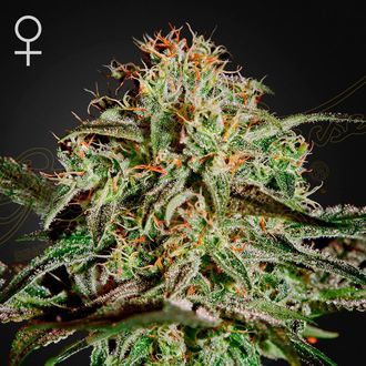 A.M.S. (Greenhouse Seeds) feminisiert A.M.S. (Greenhouse Seeds) feminisiert