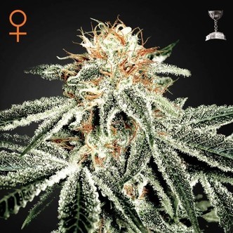 White Widow (Greenhouse Seeds) feminisiert