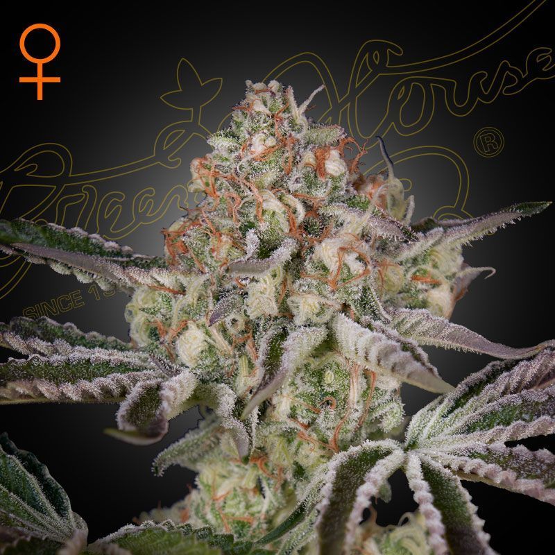 White Shark Ultra Feminisiert (1000Seeds)