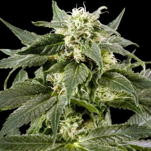 Himalaya Gold (Greenhouse Seeds) feminisiert