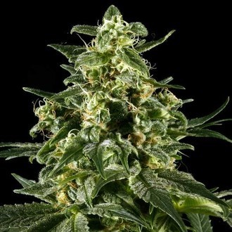 Himalaya Gold (Greenhouse Seeds) feminisiert