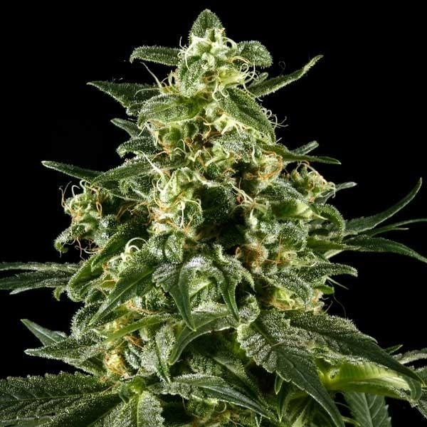 Himalaya Gold (Greenhouse Seeds) feminisiert
