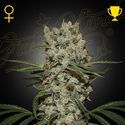 Super Silver Haze (Greenhouse Seeds) feminisiert