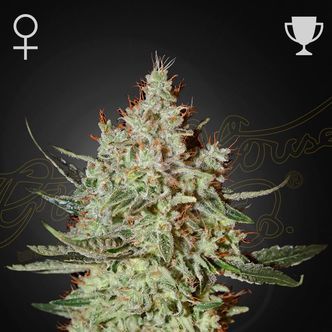 GH Cheese (Greenhouse Seeds) feminisiert