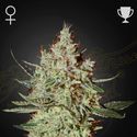 GH Cheese (Greenhouse Seeds) feminisiert