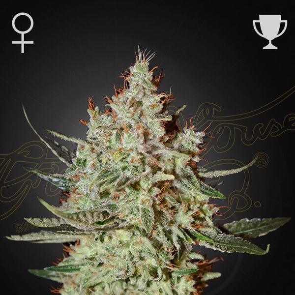 GH Cheese (Greenhouse Seeds) feminisiert
