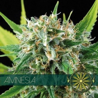 Amnesia (Vision Seeds) feminisiert Amnesia (Vision Seeds) feminisiert
