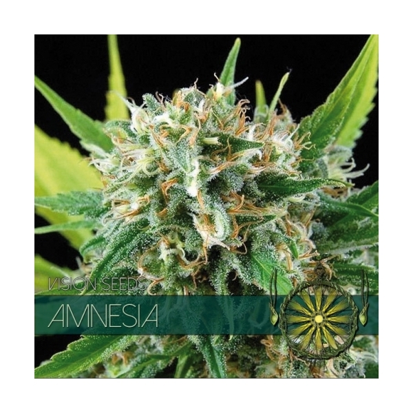 Amnesia (Vision Seeds) feminisiert