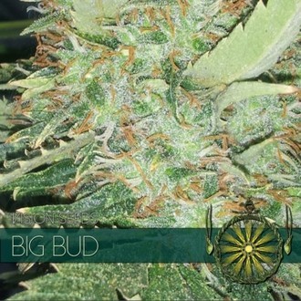 Big Bud (Vision Seeds) feminisiert Big Bud (Vision Seeds) feminisiert