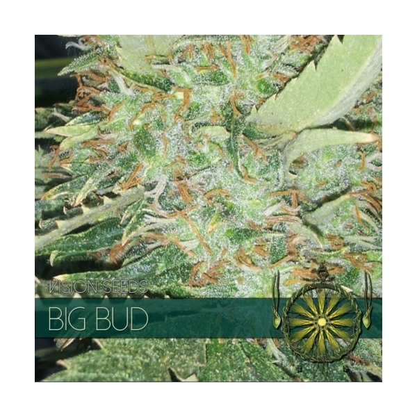 Big Bud (Vision Seeds) feminisiert