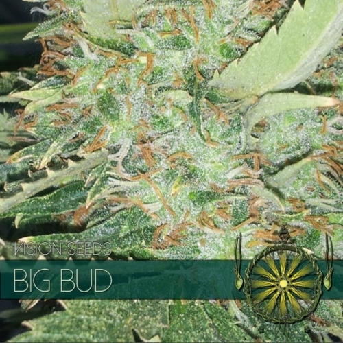 Big Bud Feminisiert (Linda Seeds)