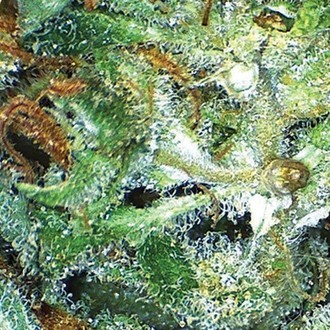 Big Bud (Vision Seeds) feminisiert