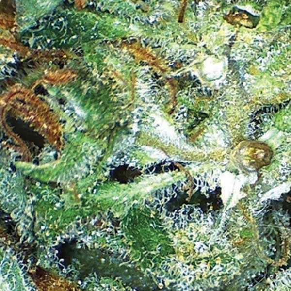 Big Bud (Vision Seeds) feminisiert