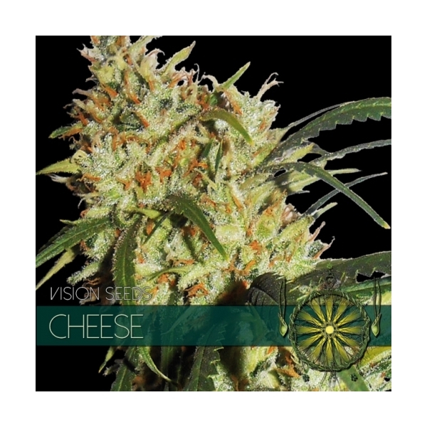 Cheese (Vision Seeds) feminisiert