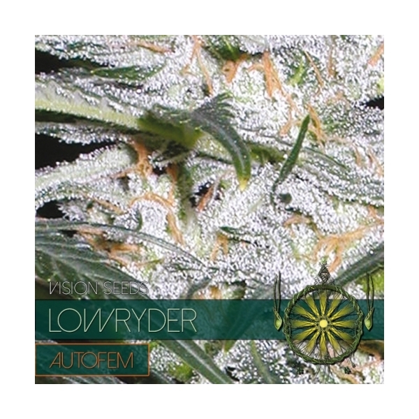 Lowryder (Vision Seeds) feminisiert