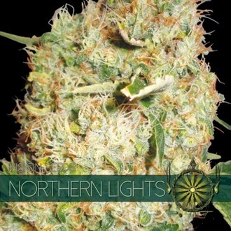 Northern Lights (Vision Seeds) feminisiert Northern Lights (Vision Seeds) feminisiert